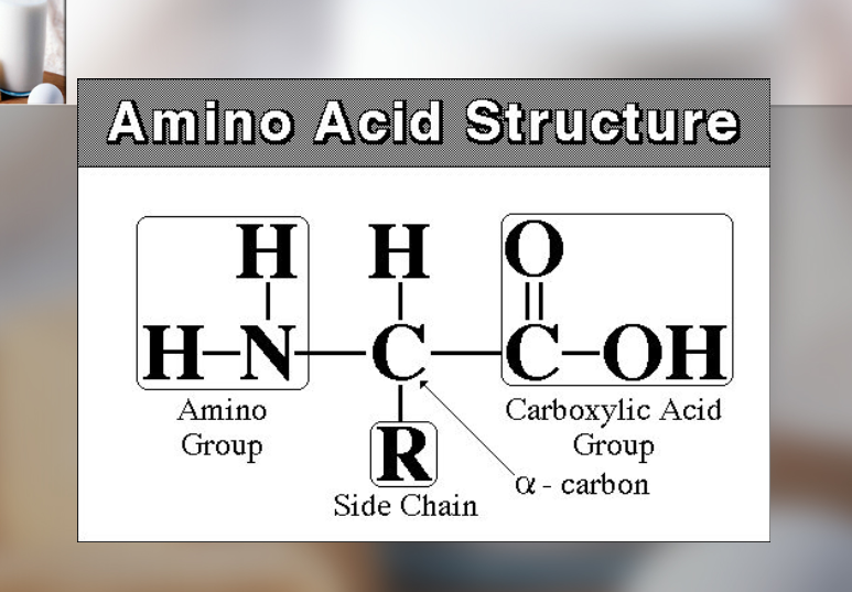 <p>ELements such as C, H, O, N and sometimes S.</p><p>-Proteins are made out of amino acids and peptides</p>