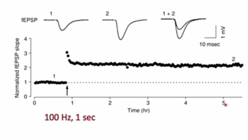 <p>plak uit hippocampus </p><p>condities veel beter controleren </p><p>meten specifiek CA1 input van CA3 </p><p></p><p>fEPSP</p><p>pijltje : 100 hz stimulatie</p><p>voldoende synaps sterker te maken, en die blijven ook sterker</p>