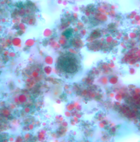 <p>Professor: Dr. Glena Fe A. Yapchulay-Alcabasa</p>