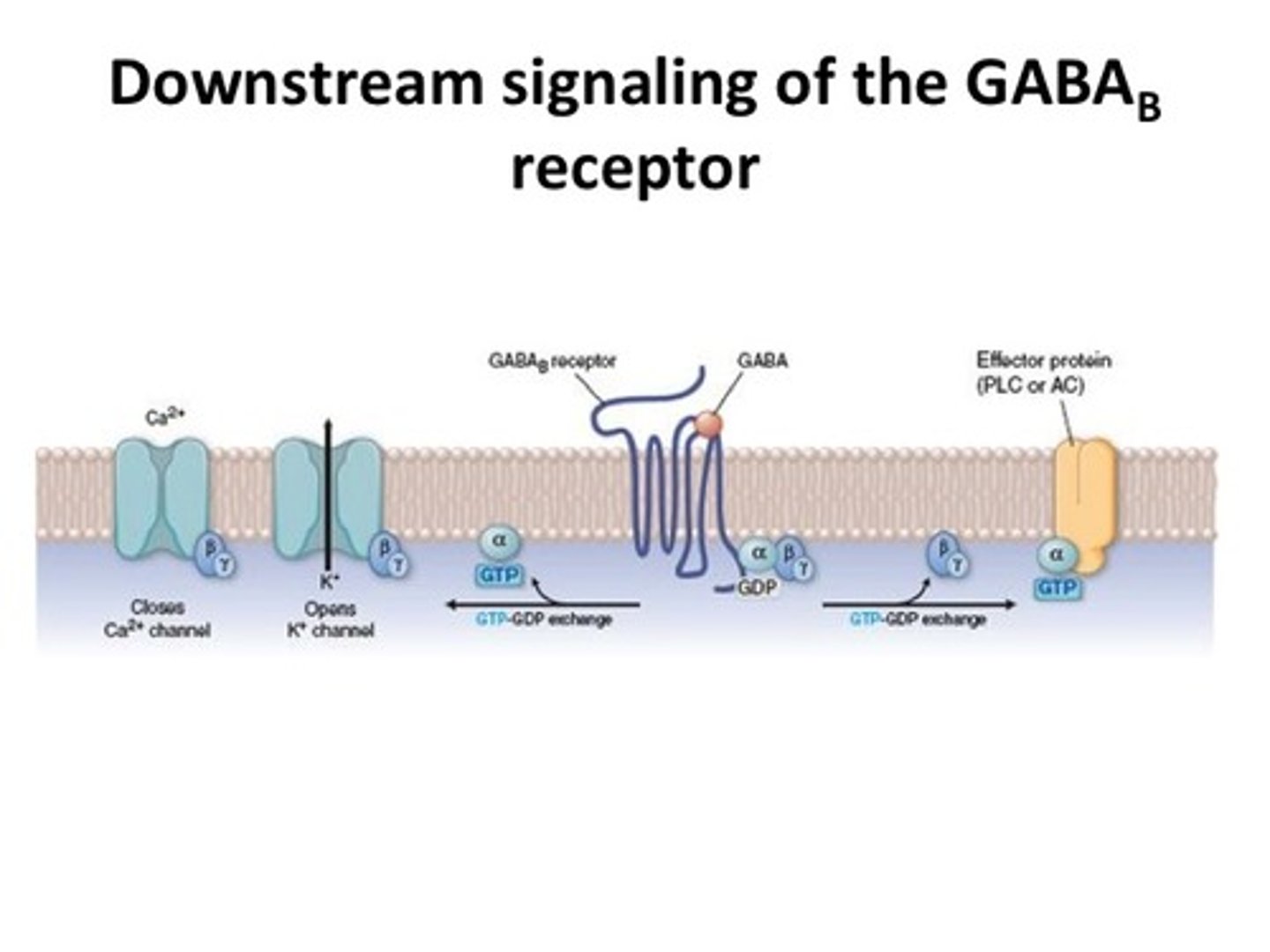 <p>Gio coupled receptor</p><p>It couples to calcium channels. Closes calcium channels so there is less calcium dependent release of neurotransmitter. (pre-synapse). Post synaptically, they open K+ channels. Open K+ channels then there is slow hyperpolarisation.</p>
