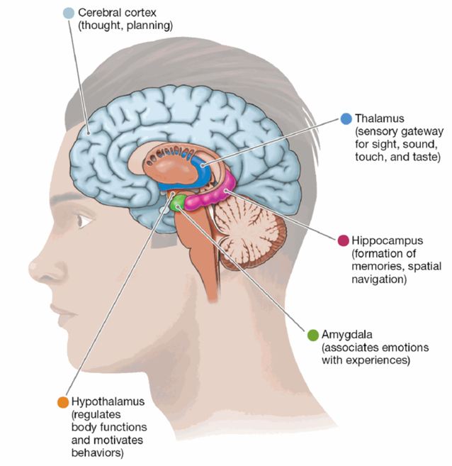 <p>formation of new memories and with spatial navigation</p>