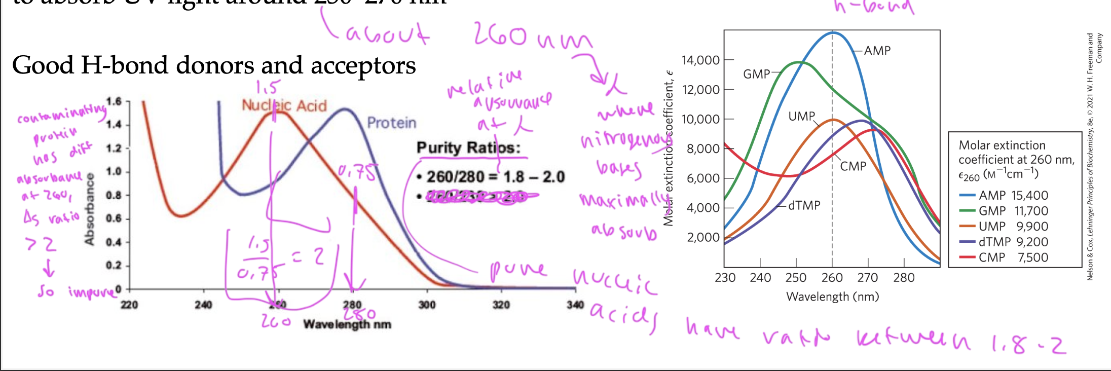<p>nitrogen-containing heterocyclic aromatic amines</p><ul><li><p>are mostly planar due to much sp2</p></li><li><p>absorb UV light around 250-270nm due to the resonance in their aromatic rings</p></li><li><p>so they are good H-bond acceptors and donors</p></li><li><p>nitrogenous bases maximally absorb UV light at 260nm</p></li></ul><p></p>