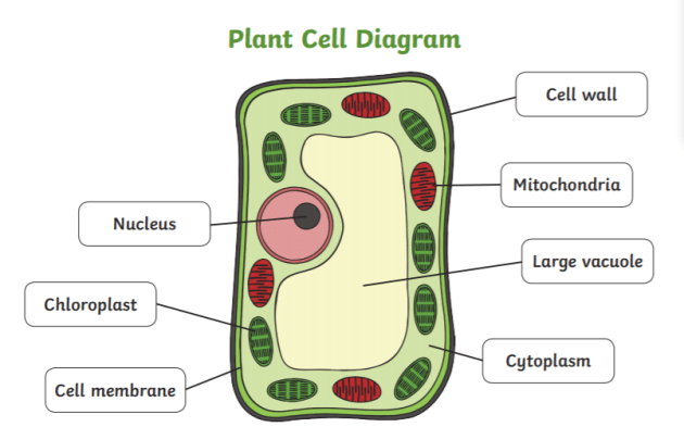 <ul><li><p>Cell wall </p></li><li><p>Vacuole </p></li><li><p>Chloroplasts</p></li></ul><p></p>