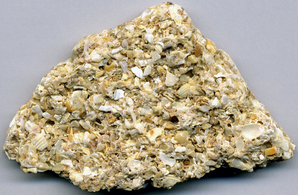 <p>Sedimentary, -variety of colours spanning white to orange -composed of shells -porous -poorly sorted</p>
