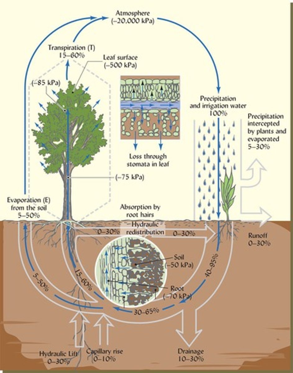 <p>Combination of evaporation (E) and transpiration (T).</p>