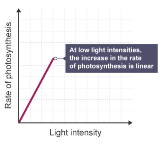 <p>How is LIGHT a limiting factor of photosynthesis?</p>