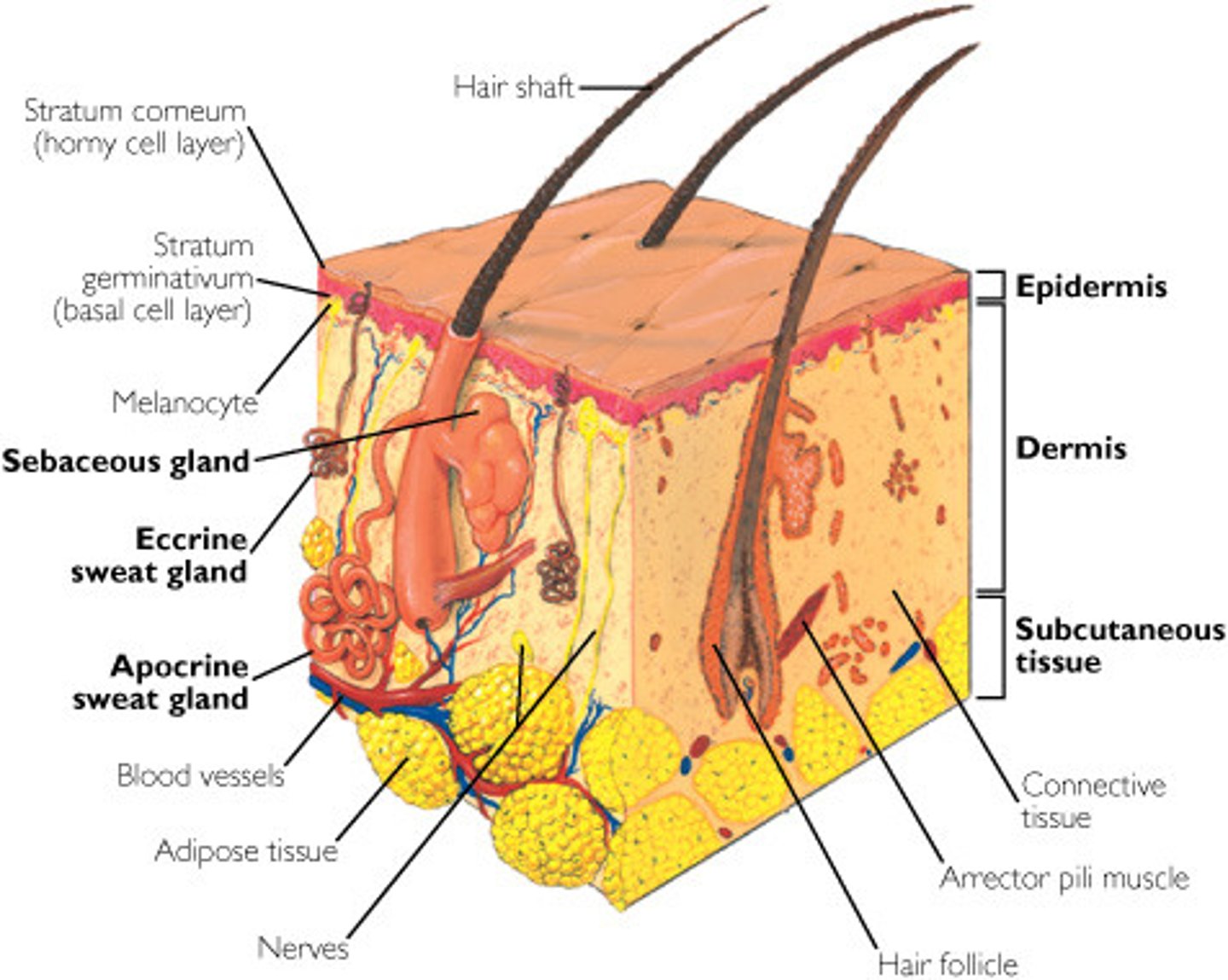 <p>1. Strong, flexible connective tissue</p><p>2. Cells include fibroblasts, macrophages, and occasionally mast cells and white blood cells</p><p>3. Fibers in matrix bind body together</p><p>4. contains nerves, blood vessels, and lymphatic vessels</p><p>5. contains epidermal hair follicles, oil glands, and sweat</p>