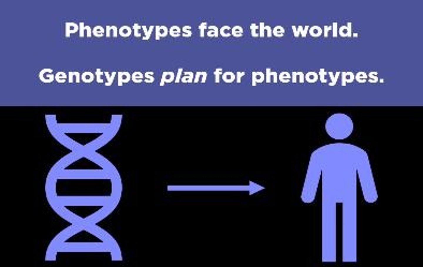 <p>Phenotype refers to the observable physical traits of an individual, while genotype refers to the genetic makeup expressed as a list of alleles.</p>
