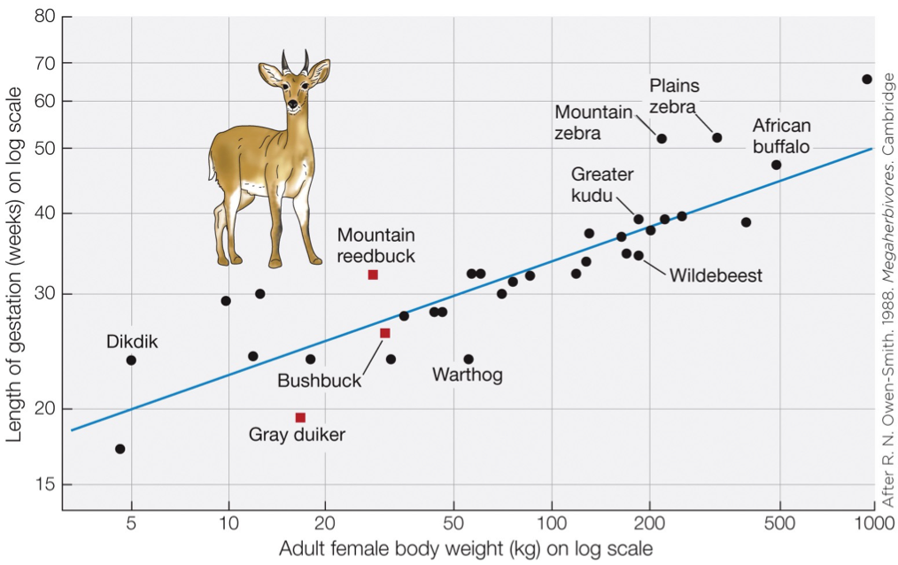 <p>Look at the data points for the species of dikdik and African buffalo on the graph of body weight vs. gestation duration on slide #7 in the lecture "Animals and Environments". Which species likely has the larger brain? Which likely has a smaller rate of energy use? How did you infer this?</p><p></p>