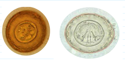 <ul><li><p><span>58 x 85 um</span></p></li><li><p><span>More round than oval</span></p></li><li><p><span><u>No polar filaments</u></span></p></li><li><p><span>Shell looks thicker, may appear striated</span></p></li><li><p><span>Hooklets visible</span></p></li></ul><p></p>