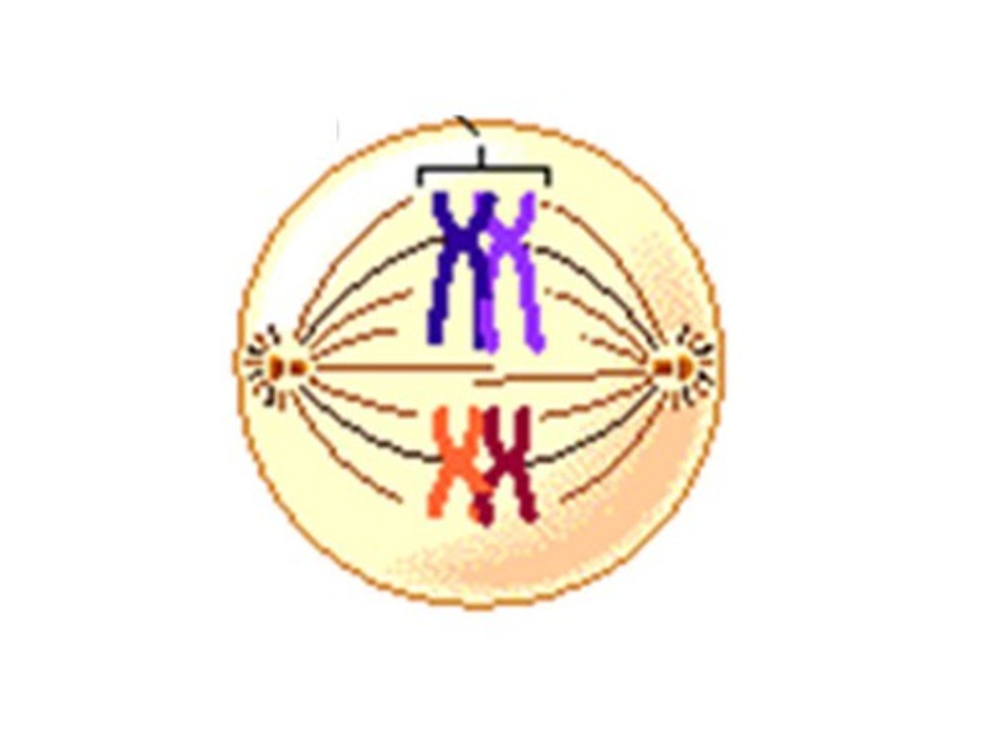 <p>Identify this phase</p>