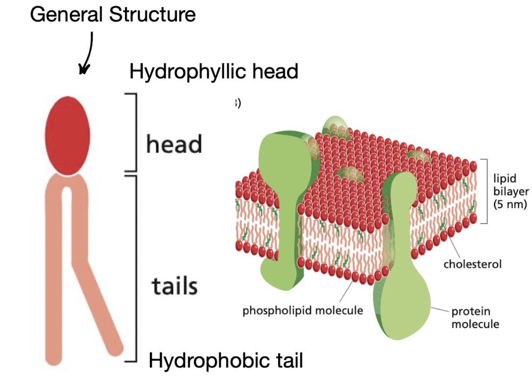 <p>amphipathic</p><ul><li><p>hydrophyllic (polar) heads</p></li><li><p>hydrophobic (non-polar) tails</p></li></ul>