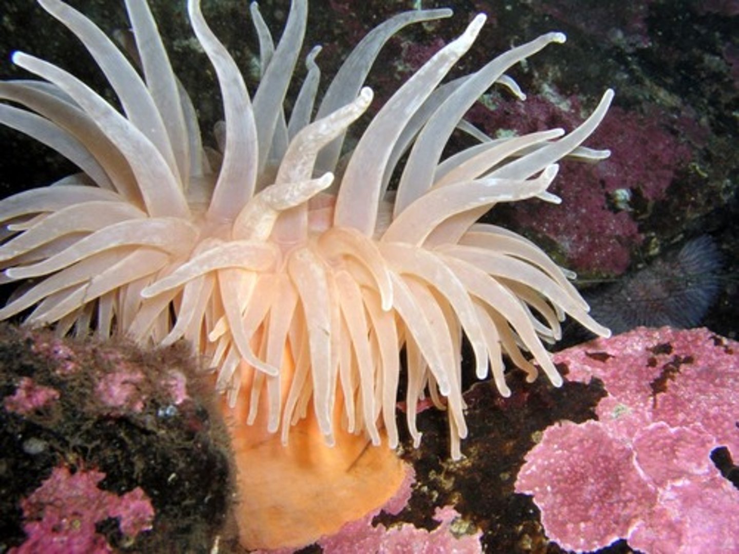 <p>Sea anemones and corals, solitary or colonial polyps, no medusae in life cycle</p>