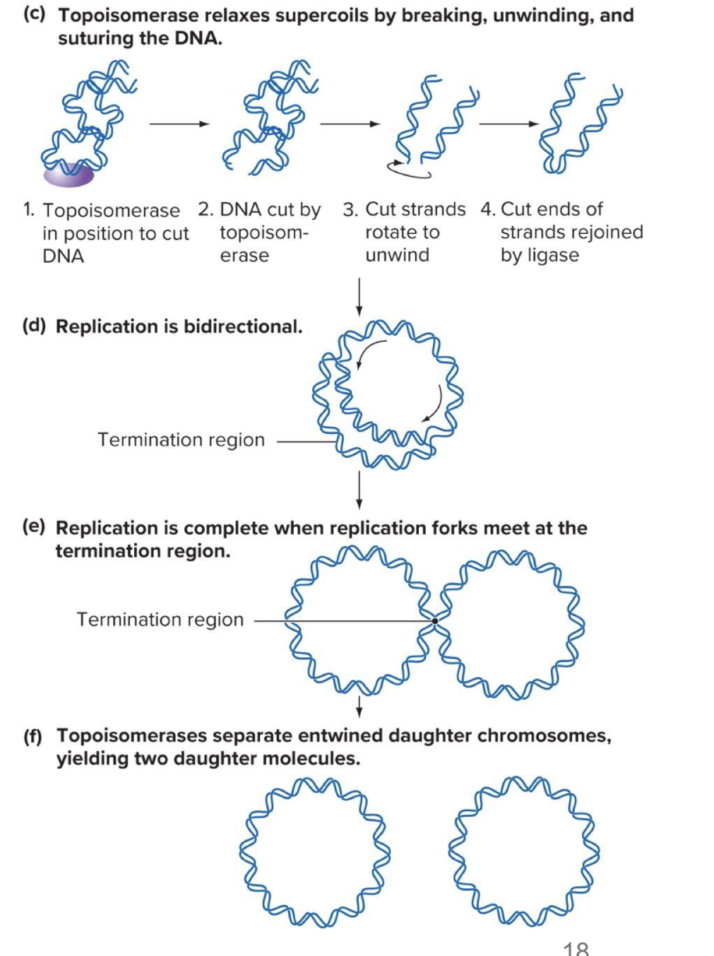 <p>replication proceeds in 2 directions from a single origin of replication (dont forget, circular chromosomes)</p><ul><li><p>synthesis occurs in both directions until replication forks meet</p></li><li><p>unwinding of dna created supercoiled dna ahead of the replication fork (basically super tangled)</p><ul><li><p>would stop pol from being able to transcribe</p></li></ul></li><li><p>dna topoisomerase relaxes supercoils</p><ul><li><p>does so by cutting super phosphate backbone</p></li><li><p>causes dna strands to unwind</p></li></ul></li><li><p>unwound broken strands are sealed tg again by <strong>dna ligase</strong></p></li><li><p>dna replication occurs <strong>bidirectionally</strong></p></li><li><p>completes when replication forks meet at the <strong>termination region </strong>(last point of contact btwn the 2 dna molecules)</p></li><li><p><strong>topoisomerases</strong> separate the entwined daughter chromosomes, making 2 daughter molecules</p></li></ul><p></p>