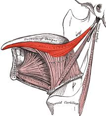<ul><li><p>origin: styloid process of temporal bone</p></li><li><p>insertion: posterolateral aspect of tongue </p></li><li><p>action: retrudes tongue and curls sides</p></li></ul><p></p>