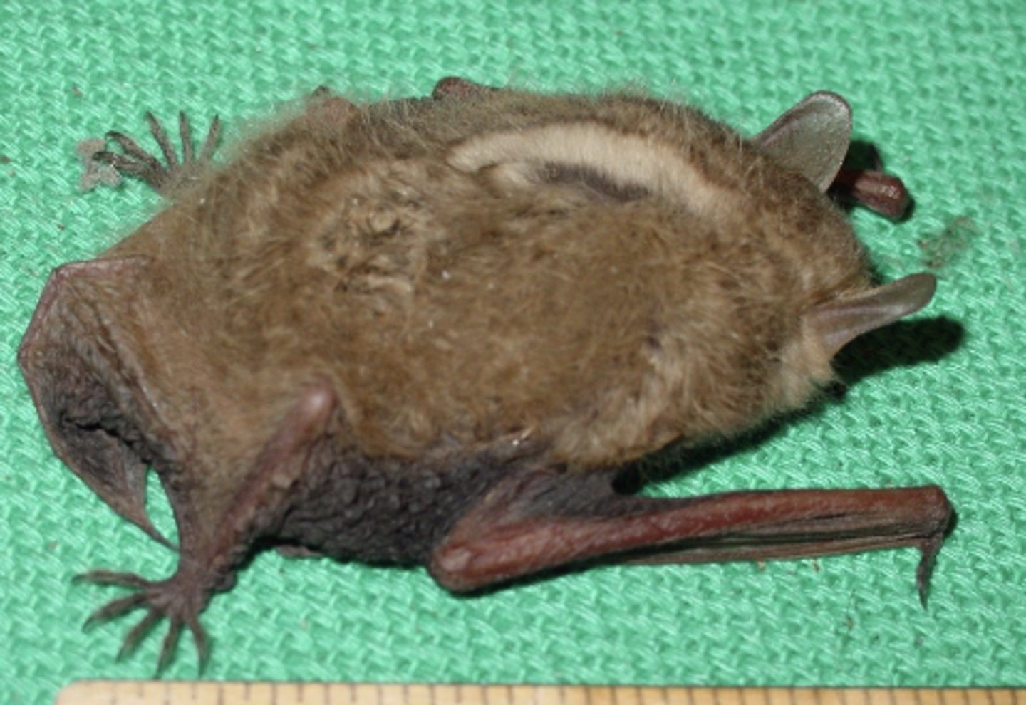 knowt flashcard image