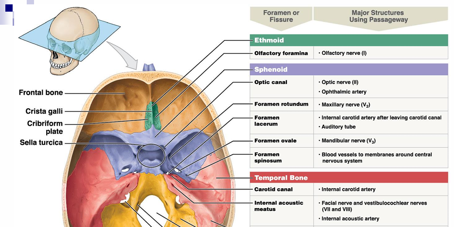 <p>passageways for olfactory nerve Cranial nerve I axons </p>