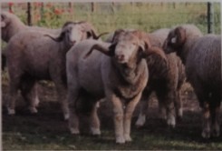 <p>originated in france. have either tight spiral horns or sprawling. produce high quality wool and a quality meat with mutton characteristics. wooly face and legs. fleece is dense and high yielding. extremely popular commercial breed</p>