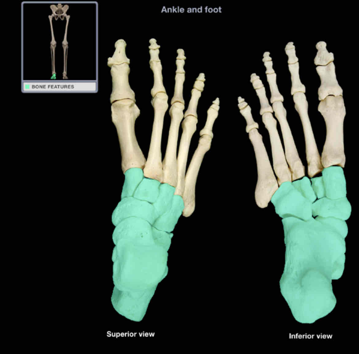 <p>Tarsal bones</p>