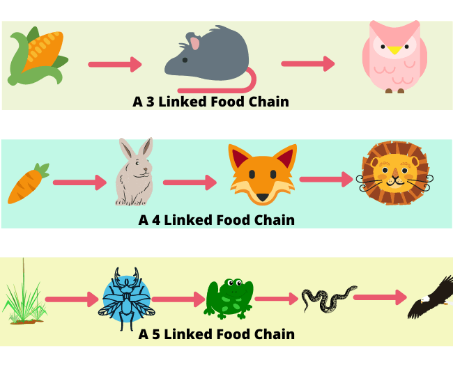 A series of steps in which organisms transfer energy by eating and being eaten
