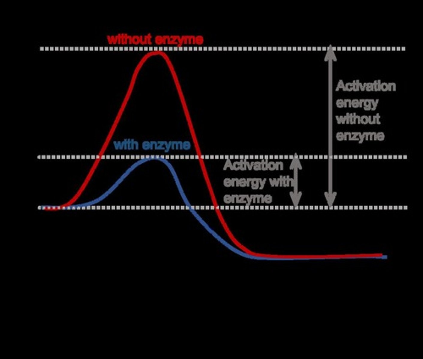 <p>Enzymes speed up biochemical reactions by lowering the activation energy.</p>