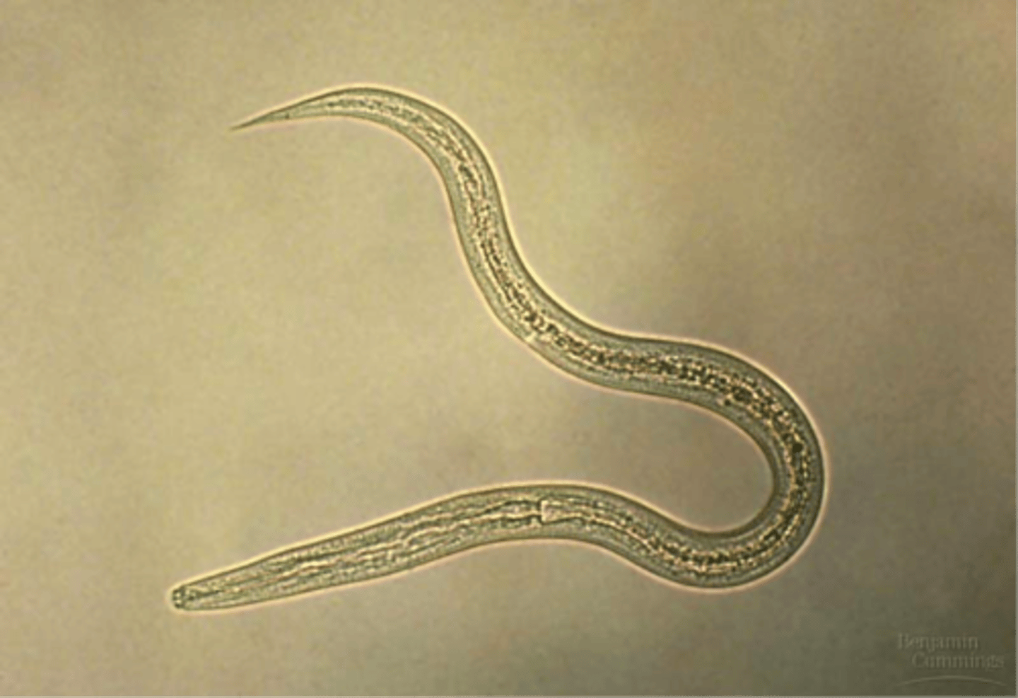 <p>C. elegans</p>
