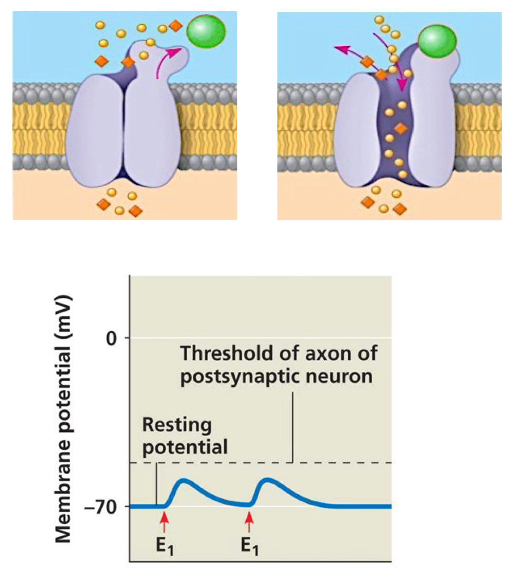 <p>If the NT released by the presynaptic cell is inhibitory, the response is the opening of ligand-gated Cl<sup>-</sup> channels when bound to NT. Cl<sup>-</sup> inflow, causing hyperpolarization.</p>