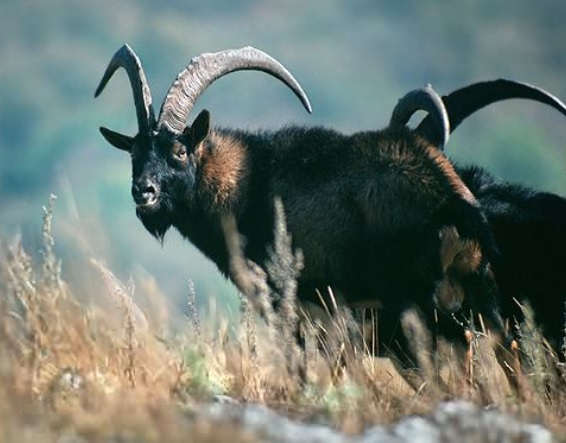 <p>zařaď živočicha do systému</p><p>Třída - řád - čeleď - druh čeština (latina)</p>