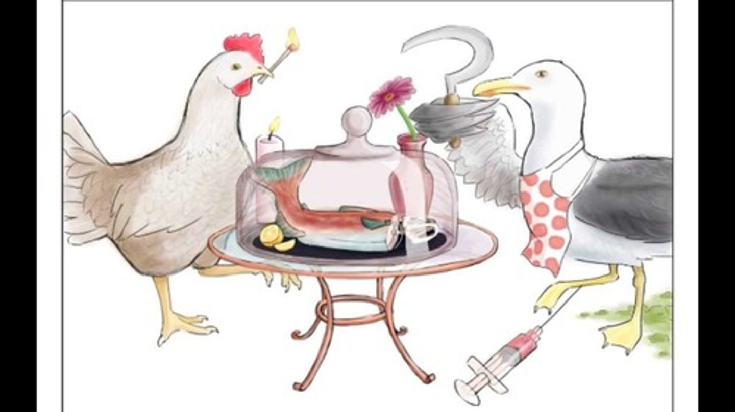 <p>Pathogen: Campylobacter jejuni</p><p>S+S: Acute inflammation of the small intestine --&gt; nausea, vomiting, abdominal pain, fever, diarrhea --&gt; lasts 2-5 days </p><p>Reservoirs: Pigs, cattle, chicken</p><p>Transmission: ingestion of infected chicken, beef, pork, or food prepared on contaminated cutting boards</p>