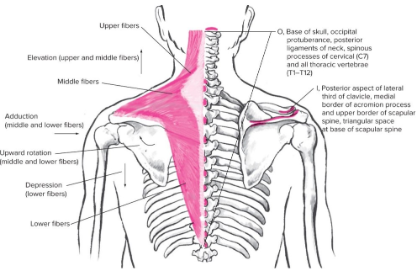 <ul><li><p><strong><u><span style="font-family: Arial, sans-serif">Origin</span></u></strong><span style="font-family: Arial, sans-serif">: occipital bone- T12</span></p><ul><li><p><span style="font-family: Arial, sans-serif">Upper: Occipital bone</span></p></li><li><p><span style="font-family: Arial, sans-serif">Middle: Spinous process 7th cervical and upper 3 thoracic vertebrae</span></p></li><li><p><span style="font-family: Arial, sans-serif">Lower: 4th-12th thoracic vertebrae</span></p></li></ul><p><strong><u><span style="font-family: Arial, sans-serif">Insertion</span></u></strong><span style="font-family: Arial, sans-serif">: posterior lateral ⅓ of clavicle, acromion process, scapular spine</span></p><p><strong><u><span style="font-family: Arial, sans-serif">Action(s)</span></u></strong><span style="font-family: Arial, sans-serif">:&nbsp;</span></p><ul><li><p><u><span style="font-family: Arial, sans-serif">Upper fibers</span></u><span style="font-family: Arial, sans-serif">: elevation, upwards rotation (weaker)</span></p></li><li><p><u><span style="font-family: Arial, sans-serif">Middle fibers</span></u><span style="font-family: Arial, sans-serif">: elevation, upward rotation, retraction (stronger)</span></p></li><li><p><u><span style="font-family: Arial, sans-serif">Lower fibers</span></u><span style="font-family: Arial, sans-serif">: depression, retraction (weaker)&nbsp;</span></p></li><li><p><u><span style="font-family: Arial, sans-serif">Together</span></u><span style="font-family: Arial, sans-serif">: pull upward and retract simultaneously&nbsp;</span></p></li></ul><p><strong><u><span style="font-family: Arial, sans-serif">Antagonist</span></u></strong><span style="font-family: Arial, sans-serif">:&nbsp;</span></p><ul><li><p><span style="font-family: Arial, sans-serif">serratus anterior muscle,&nbsp;</span></p></li><li><p><span style="font-family: Arial, sans-serif">latissimus dorsi,&nbsp;</span></p></li><li><p><span style="font-family: Arial, sans-serif">pectoralis MAJOR*</span></p></li></ul></li></ul>