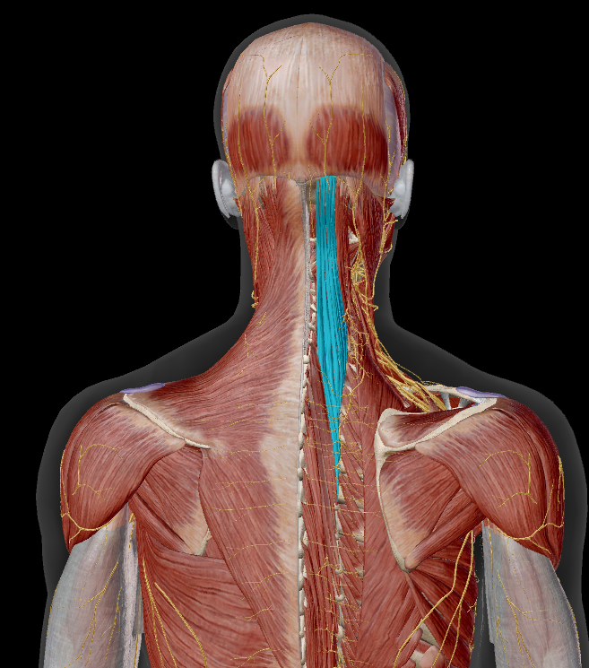 <p>onder:</p><ul><li><p>m. trapezius</p></li><li><p>m. rhomboideus major &amp; minor</p></li><li><p>m. serratus posterior superior</p></li><li><p>mm. splenius</p></li><li><p>mm. longissimus</p></li></ul><p></p>