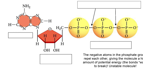 <p>(ENERGY / ATP / ENZYMES) <strong><u>A CLOSER LOOK AT ATP!</u></strong></p><ul><li><p>Label the ATP molecule. </p></li></ul><p></p>