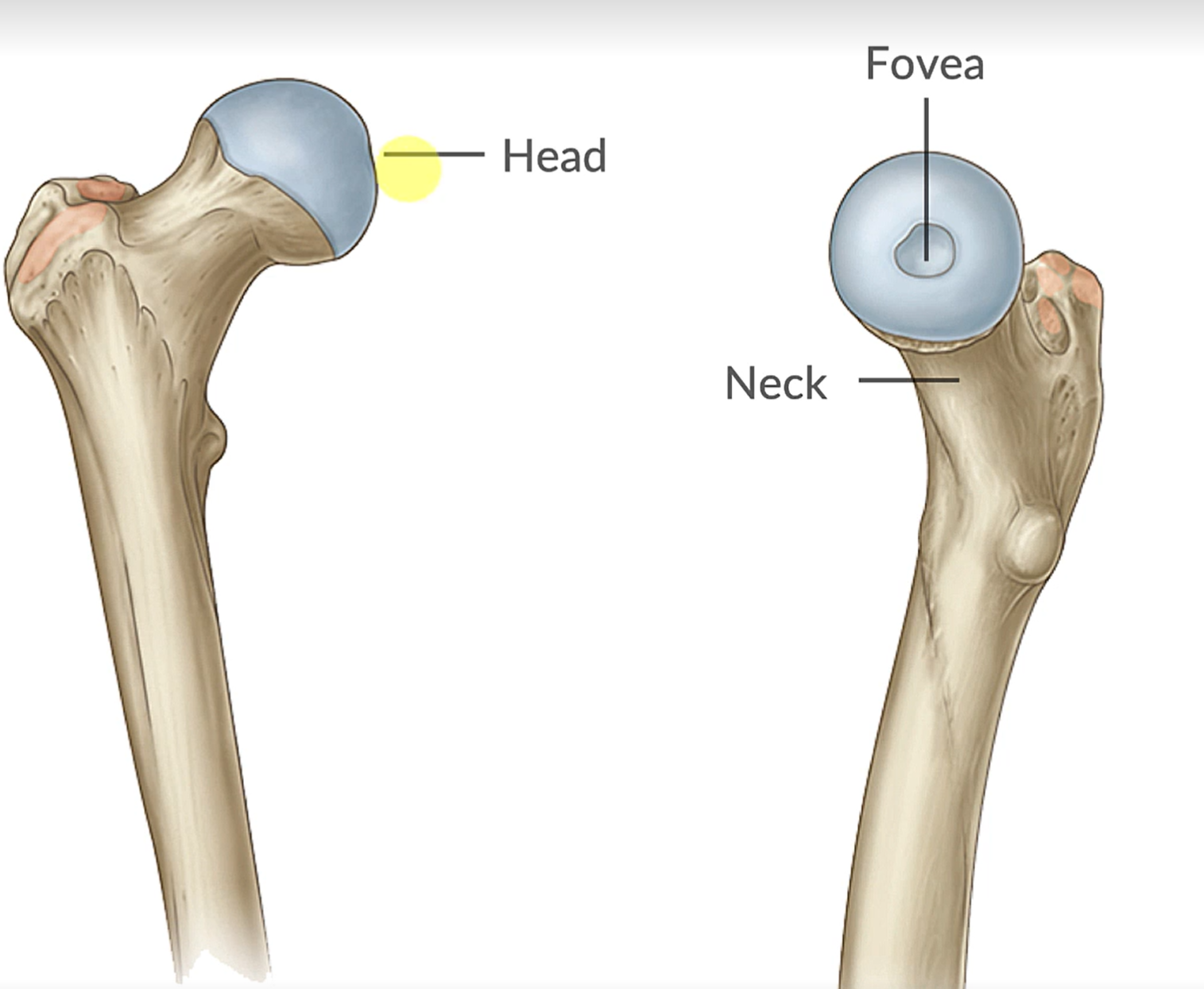 <p>What bone?</p>
