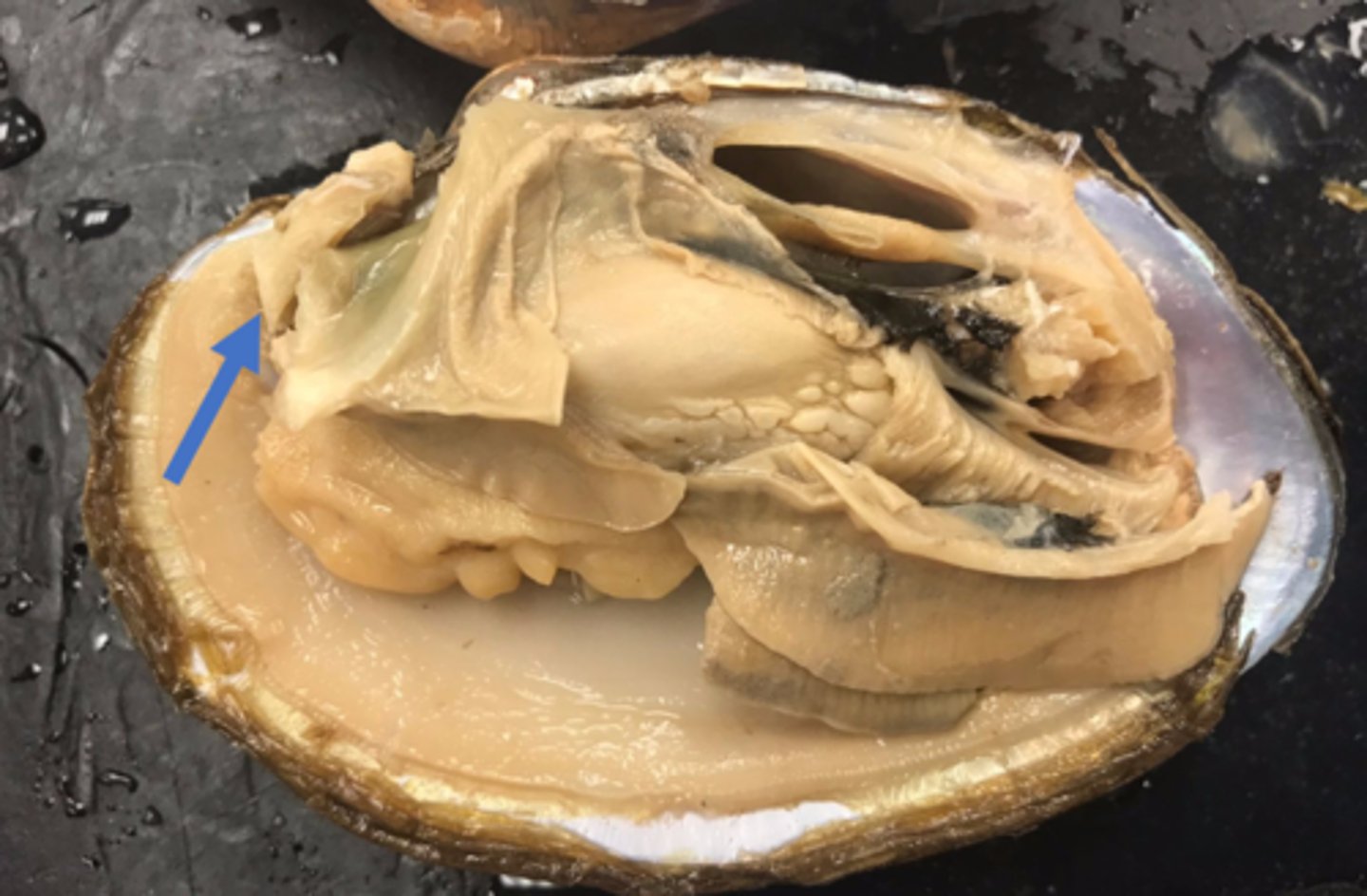 <p>adductor muscles: close shell</p>