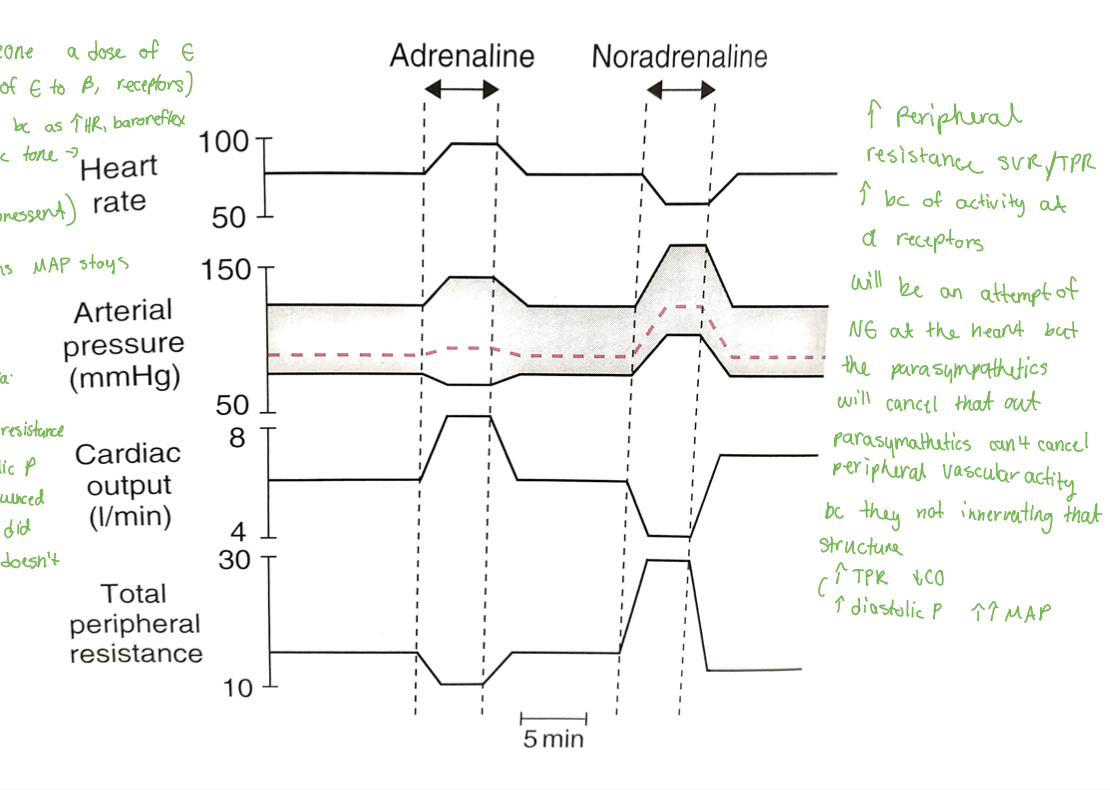 <p>(look at terries slide im tired)-</p><p>Epineprine</p><ul><li><p>increase in hr from binding to b1 receptors</p></li><li><p>decrease perhiperal resistance because increasei nhr = barroreflex withdraws sympathetic tone</p></li><li><p>vasodialation</p></li><li><p>increase in CO because e is still present</p></li><li><p>arterial pressure and puls pressure widesns but maps stays the same</p></li><li><p>tpr decreases =. diastolic pressure decreases ore impactuflly = not a change in map</p></li></ul><p></p><p>NE (works more strongly in the vasculature)</p><ul><li><p>increase pherhiperal resistance. svr/tpr becuase of thea ctivity of a receptors</p></li><li><p>ne at the heart but parasympathetics will cancel it out (ne isnt as strong)</p></li><li><p>parasympathetics dont have an effect on the vasculature = increase in tpr decreases in co increase in diastolic pressure and increase in map due to increase in diastolic</p></li></ul><p></p>