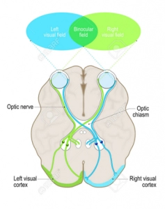 Each eye “sees” a  slightly different view

Field of view overlaps for each eye