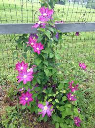 <p>Clematis hybrid / Clematis</p>