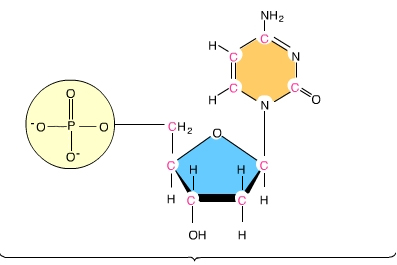 <p>This us an image of a(n) ________</p>