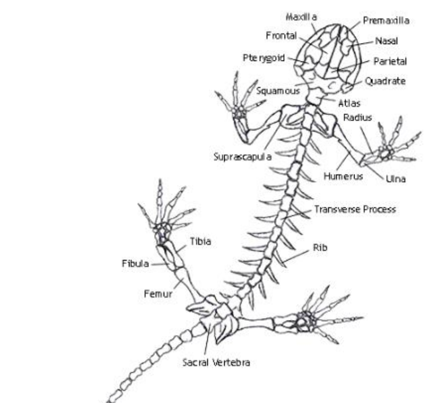<p>radius</p>