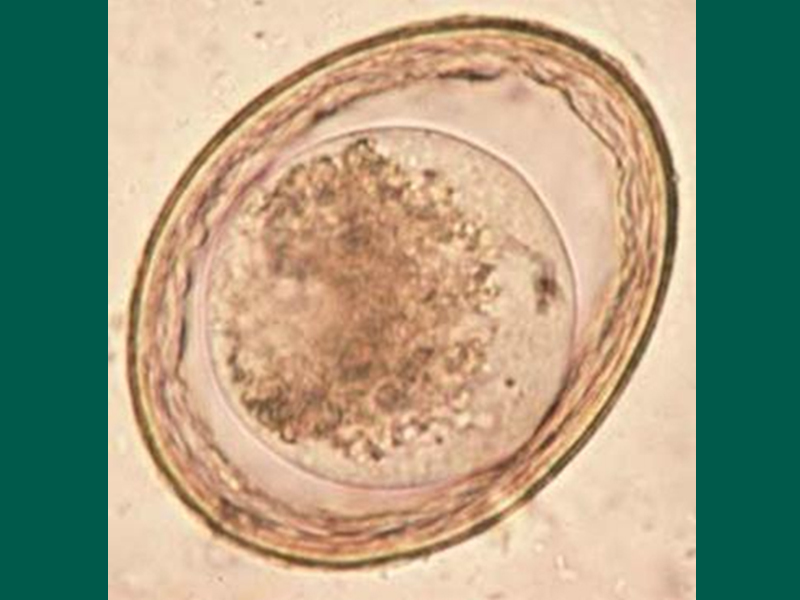 <p>What is the common name for “<em>Toxascaris leonina”</em>?</p>