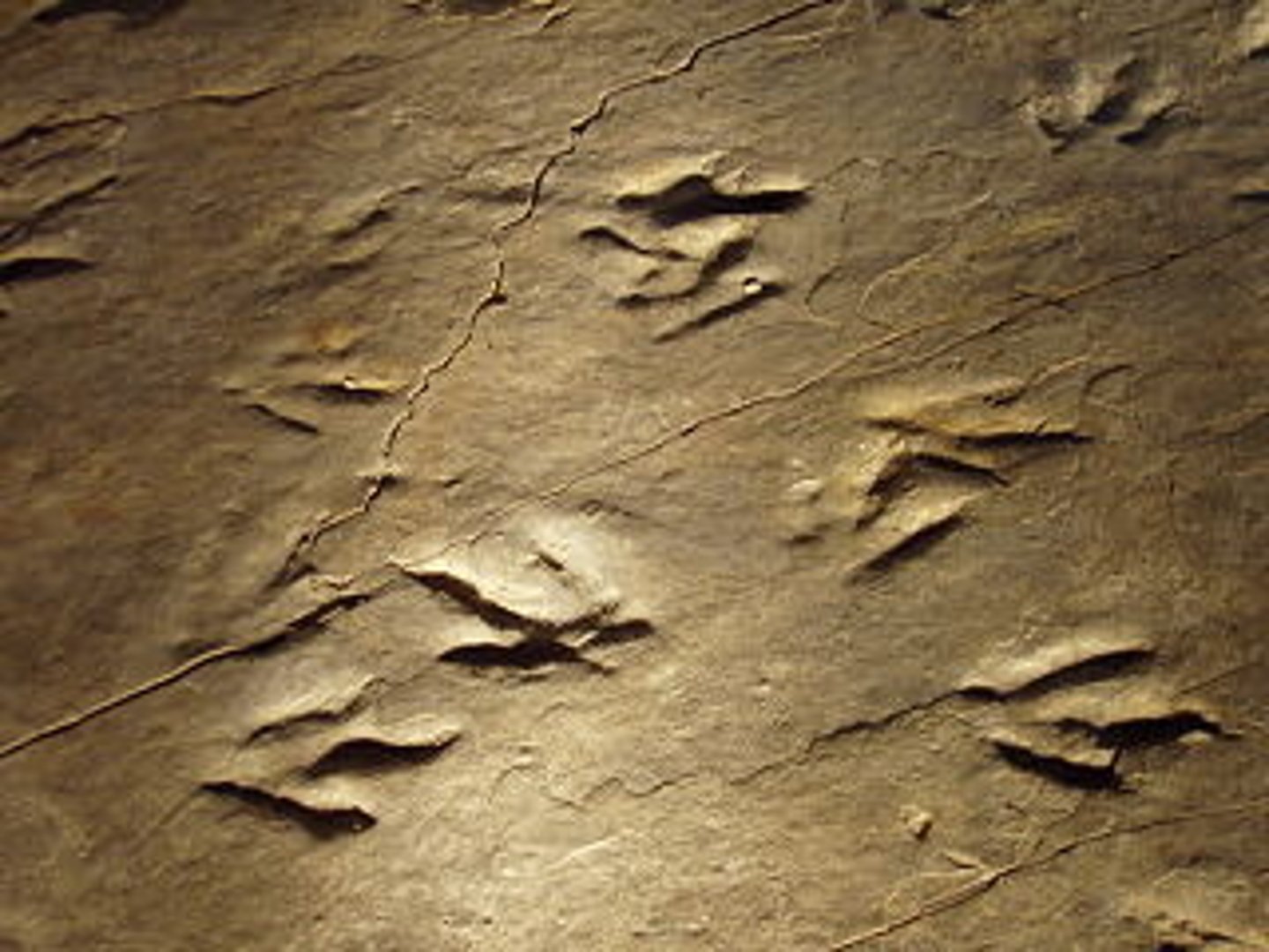 <p>tracks, trails, burrows, nests.</p>