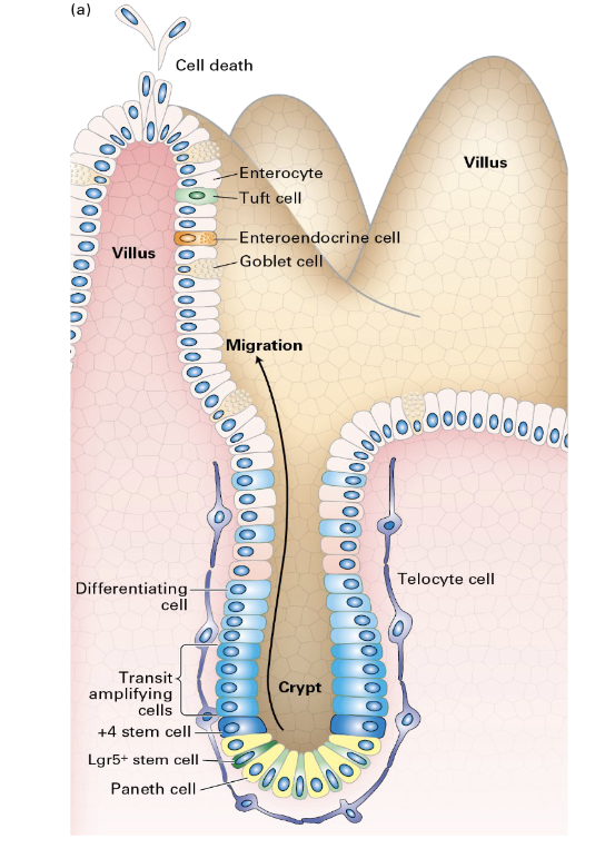 <ul><li><p><span><span>a rapid process driven by </span></span>intestinal stem cells (ISCs)<span><span> located in the crypts, which replenish the cells of the villi every 5–7 days</span></span></p></li><li><p><span><span>involves ISCs differentiating into progenitor cells, which then become mature cell types</span></span></p></li><li><p>The regenerated cells move up the villi, where they perform their function before undergoing programmed cell death at the tips</p></li></ul><p></p>
