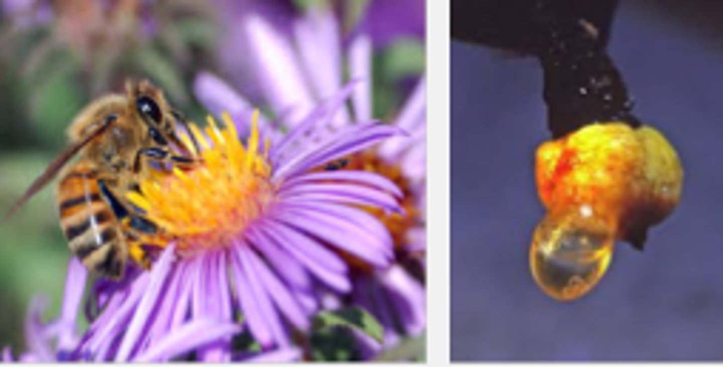 <p>Plant fluid that attracts insects for pollination</p>