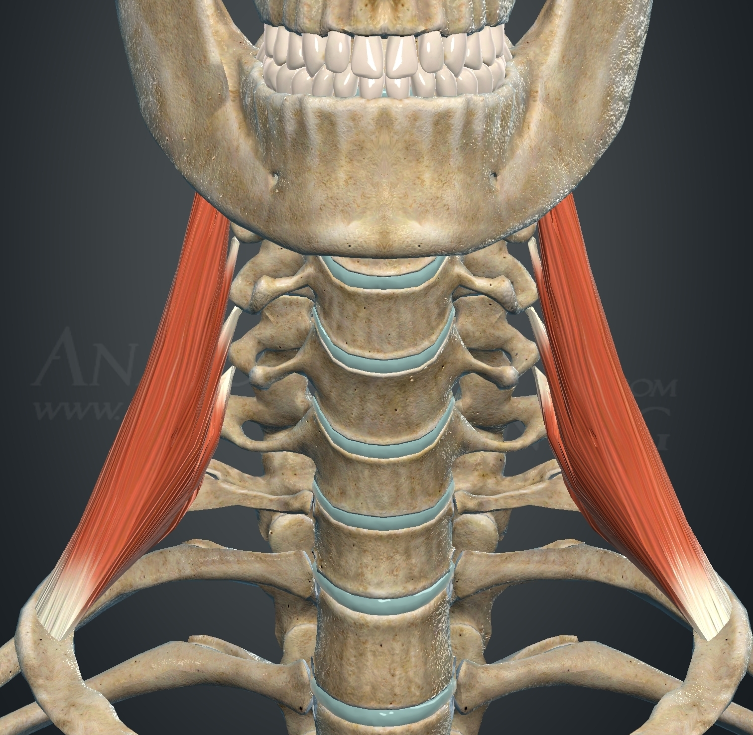 <p>What muscle is this?</p>