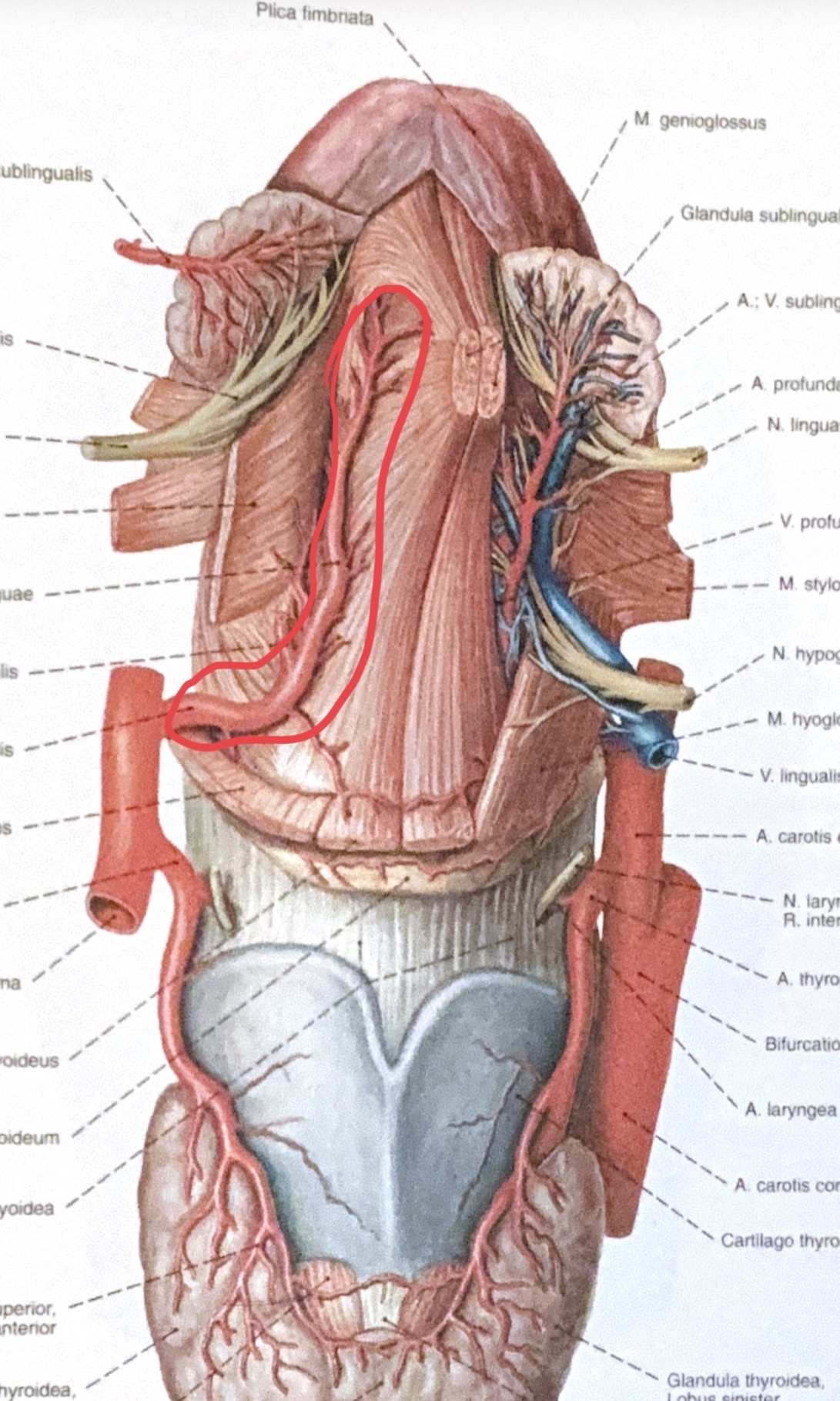 <p>a.linguinalis</p>