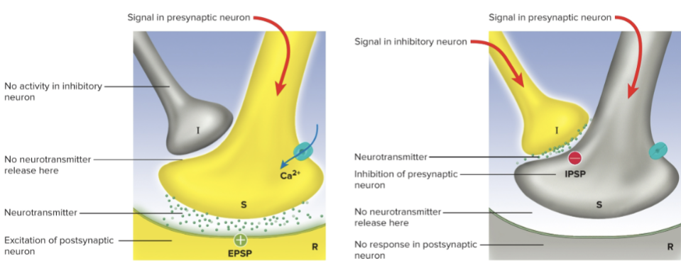 <p>decrease in amount of neurotransmitter released from presynaptic terminal</p>