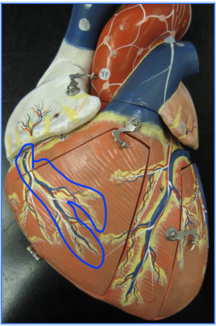 <p>anterior lateral blue vein on the right</p>