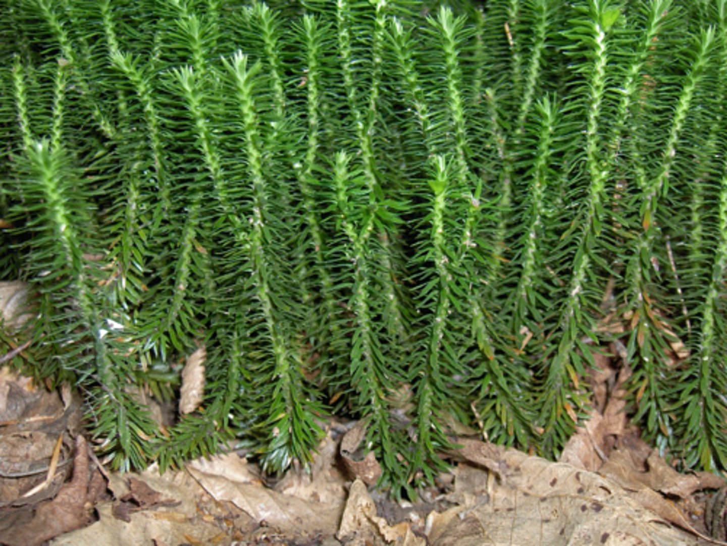 <p>Vascular, seedless, short, bristly plant: "club moss"</p>