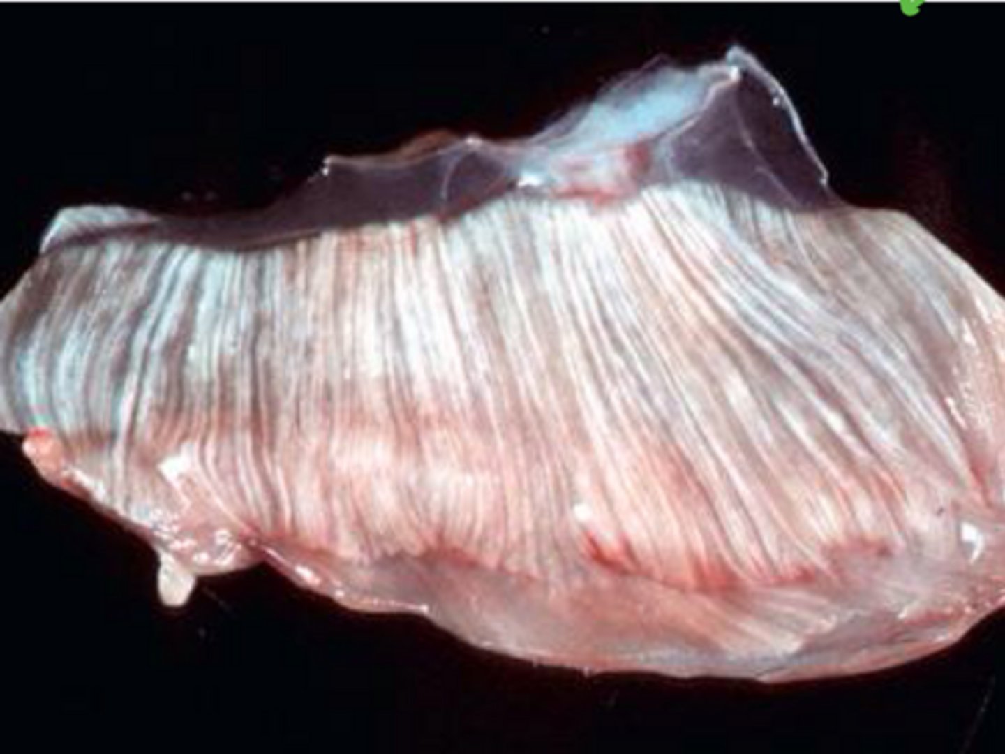 <p>What is an example of pale streaks in SK muscles in dogs?</p>