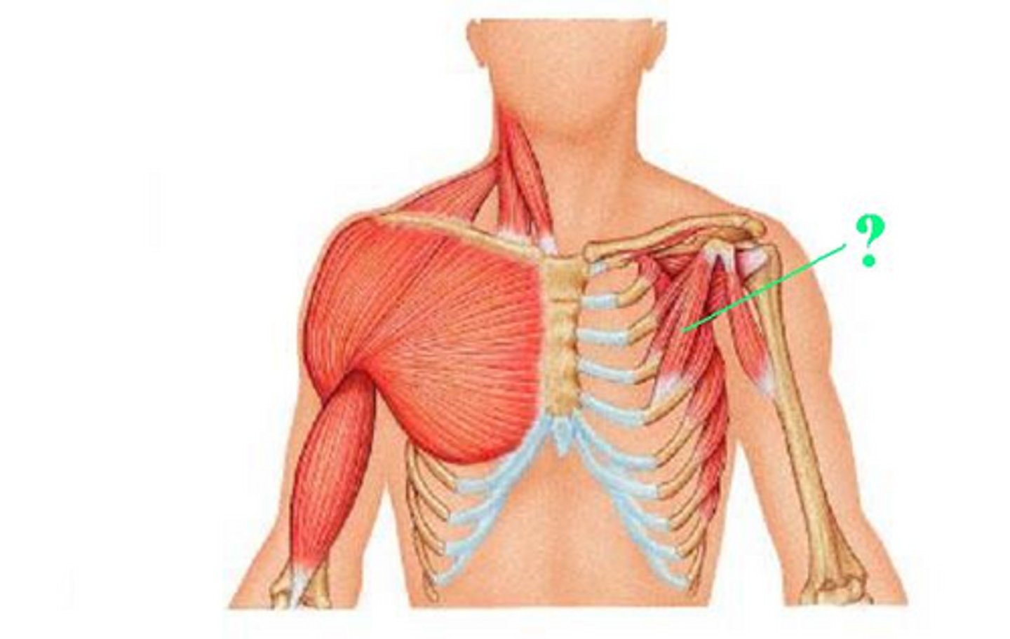 <p>Identify the indicated muscle</p>